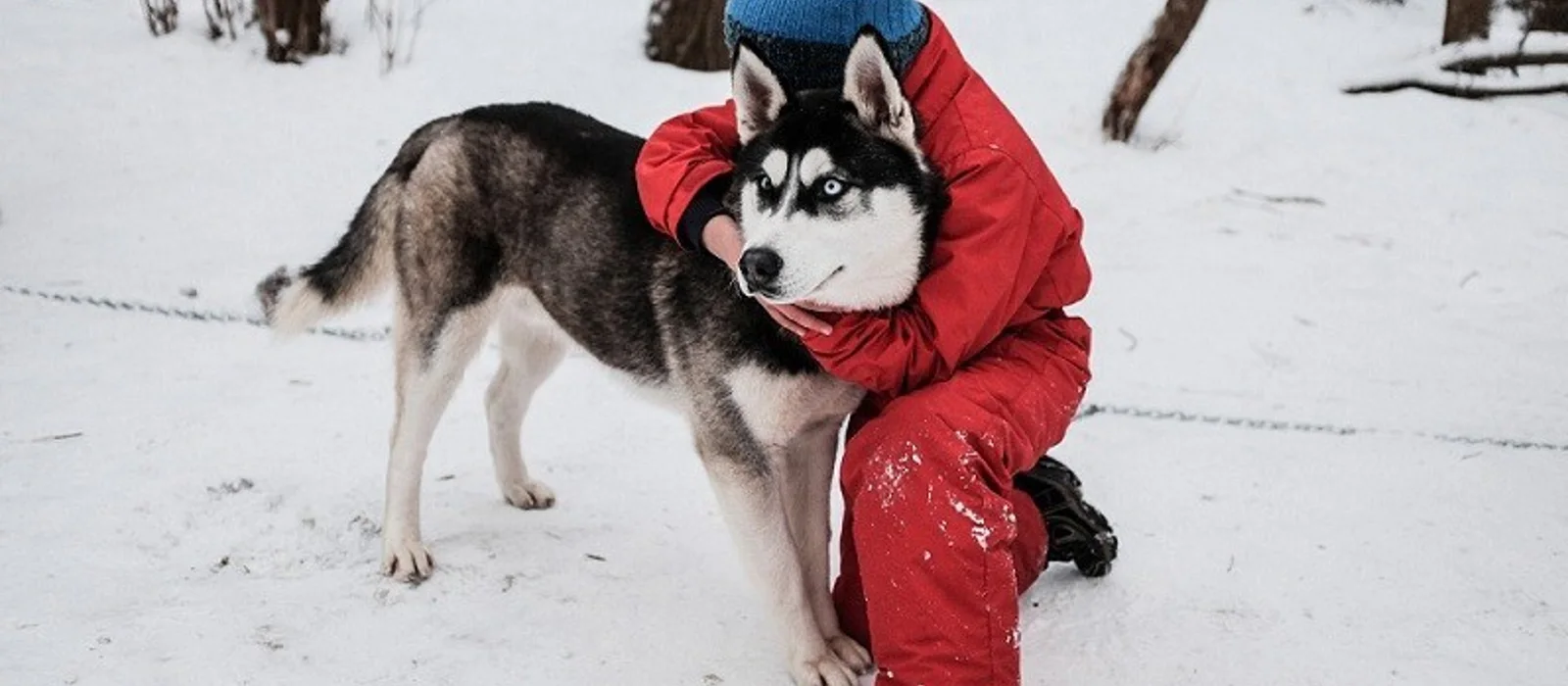 Новогодние приключения у Белого Клыка: путешествие в питомник хаски — экскурсия, Москва, Россия | Покатаем