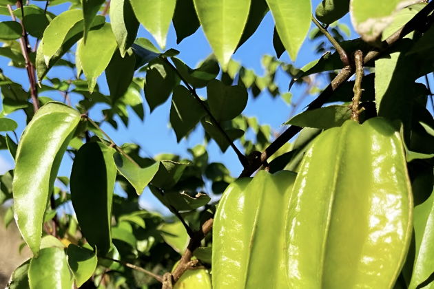 Санья: 3-часовое приключение в тропическом фруктовом саду с барбекю