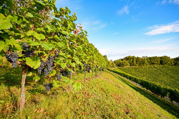 Виды Винный праздник Кахети: Ртвели с Тамадой