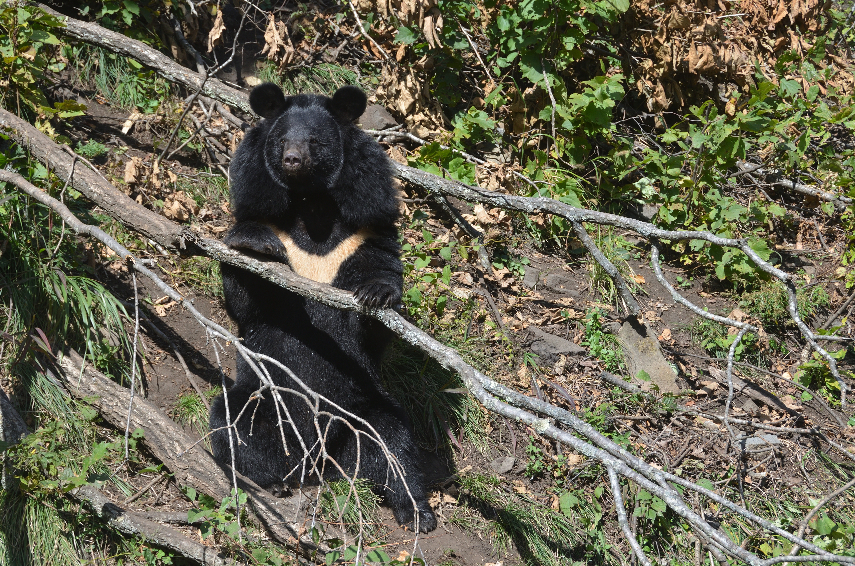 Медведь барибал умеет лазить по деревьям. Гималайский белогрудый медведь. Гималайский медведь в Уссурийской тайге. Гималайский медведь дальнего Востока. Гималайский медведь в Сихотэ-Алинь.