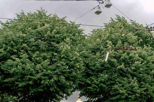 Виды Всё о Петроградской стороне: модерн, доходные дома и мечеть