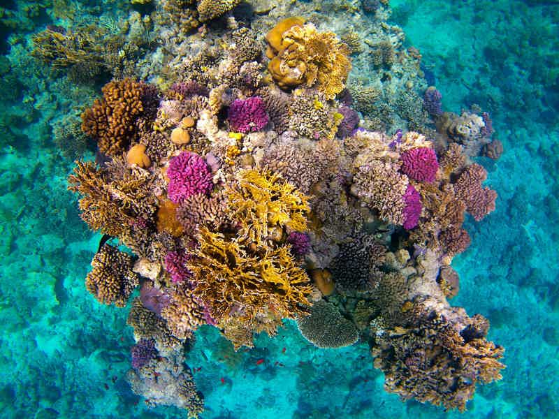 Батискаф — рыбки и кораллы прямо перед вами - фото 6