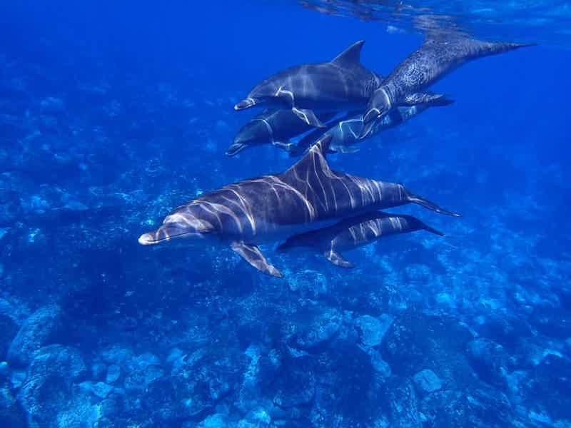 Саттаях риф — дом дельфинов - фото 5