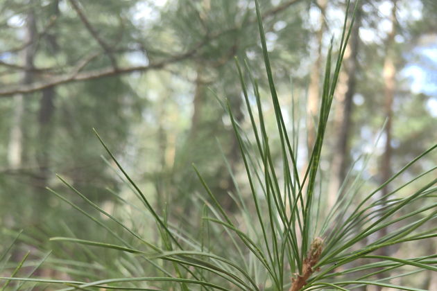Виды Аршан- Восточные Саяны, Хамардабан и Тункинская долина