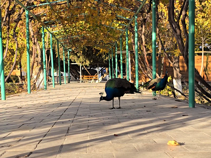 Автомобильная экскурсия в Загородную Бухару — фото 7, Бухара | Покатаем