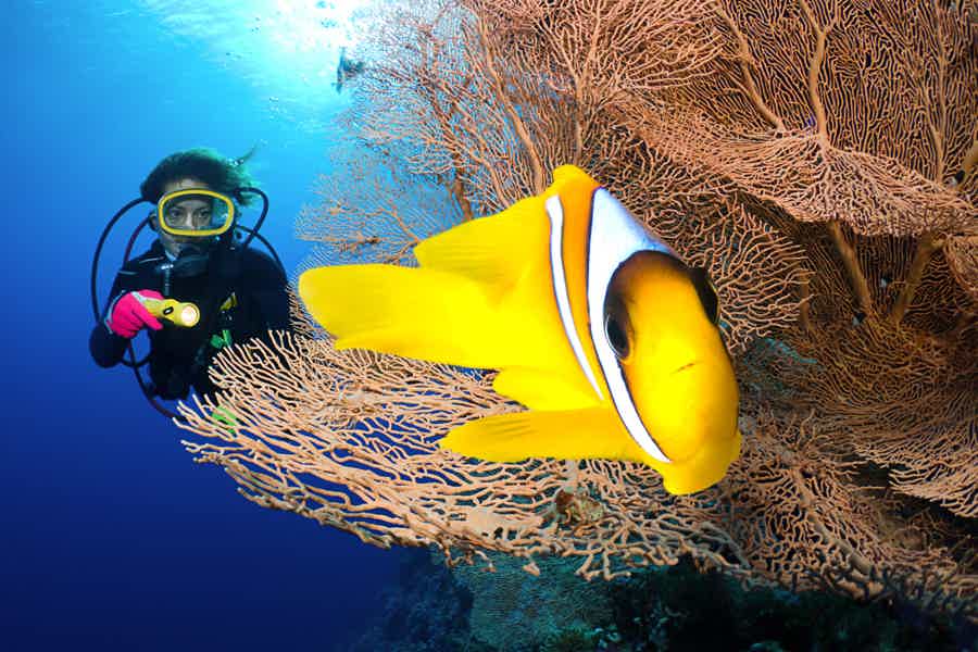 Дайвинг в Хургаде — красоты подводного мира Красного моря - фото 3