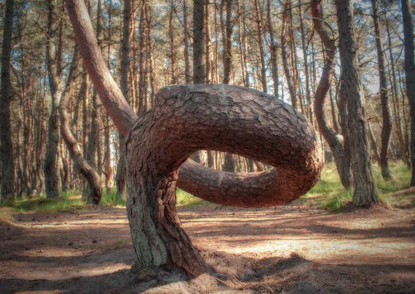 Куршская коса из Зеленоградска: Фрингилла, Танцующий лес и Высота Эфа - фото 3