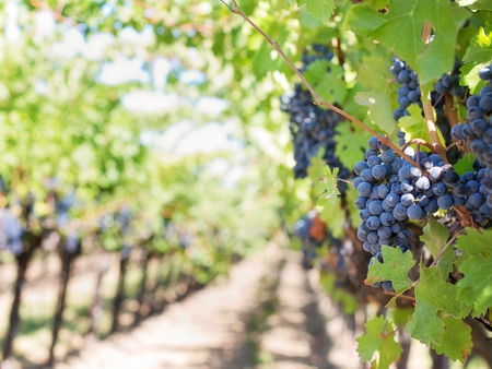 Музей борьбы за независимость Крита