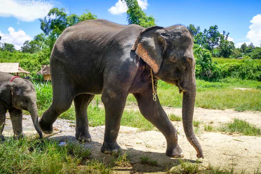 Кормление слонов на Пхукете - фото 4