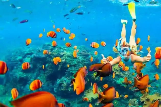 В бухту дельфинов - встреча с чудом моря