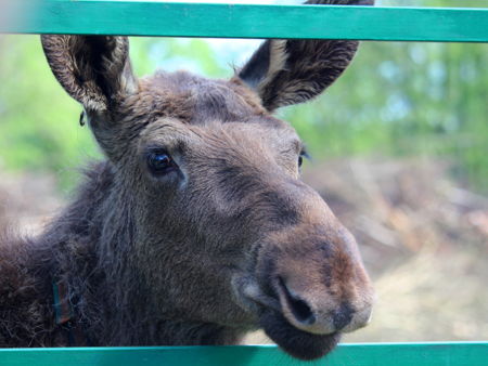 Лосиная ферма