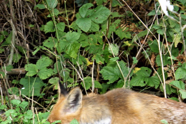 Виды Чудо природы – Куршская коса