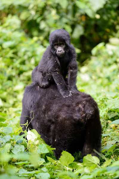 В гости к горным гориллам из Уганды - фото 1