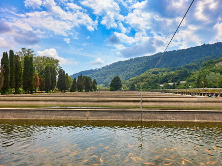 Форелевое хозяйство