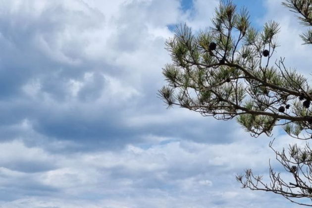 Виды Мыс Сосновый из бухты Льва