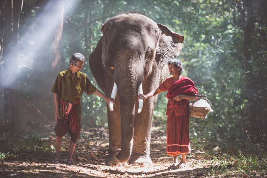 Приключение в джунглях Таиланда: фотосессия со слоном - фото 5