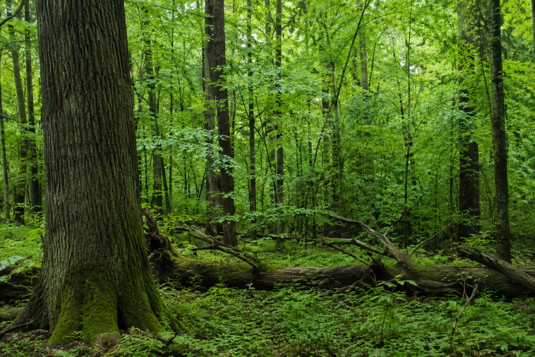Джип-сафари по Беловежской пуще — фото 5