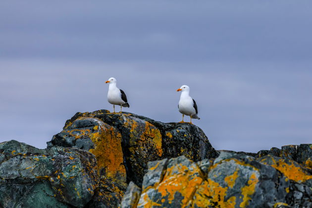 Виды Красоты Баренцева моря: Морская прогулка в поисках китов