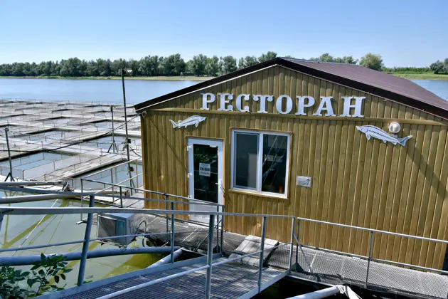 Осетровая ферма — астраханская фишка — фото 2
