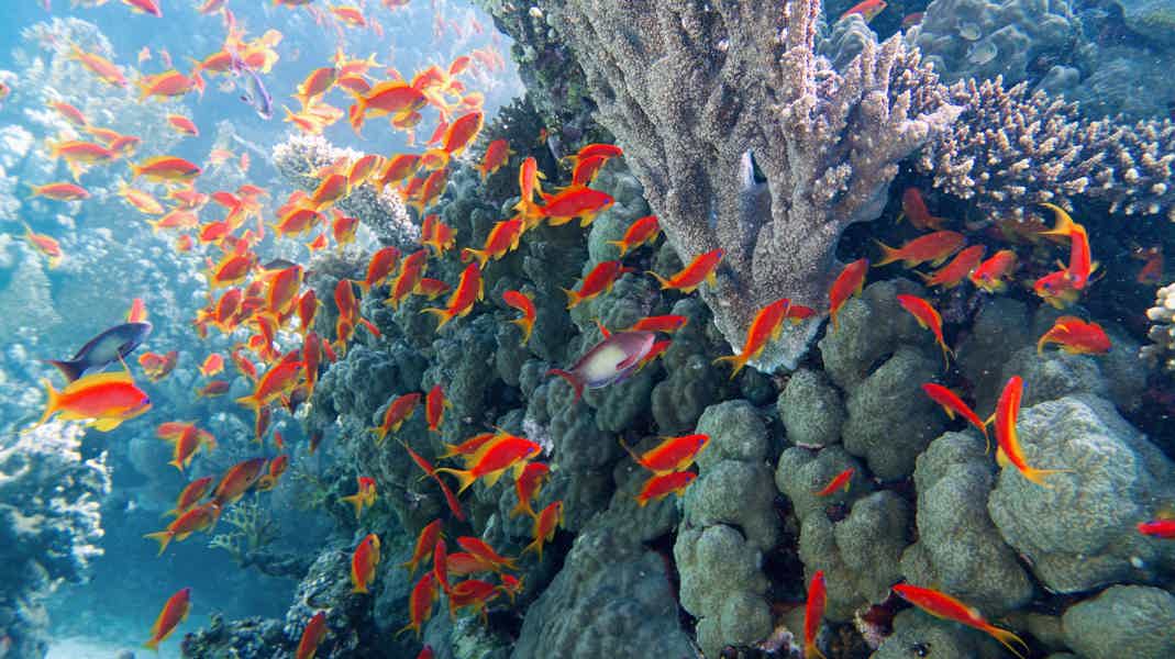 Красота Красного моря: дайвинг и снорклинг   - фото 4