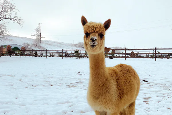 Meet the unique and friendly Alpacas — photo 2, Baku | Pokataem