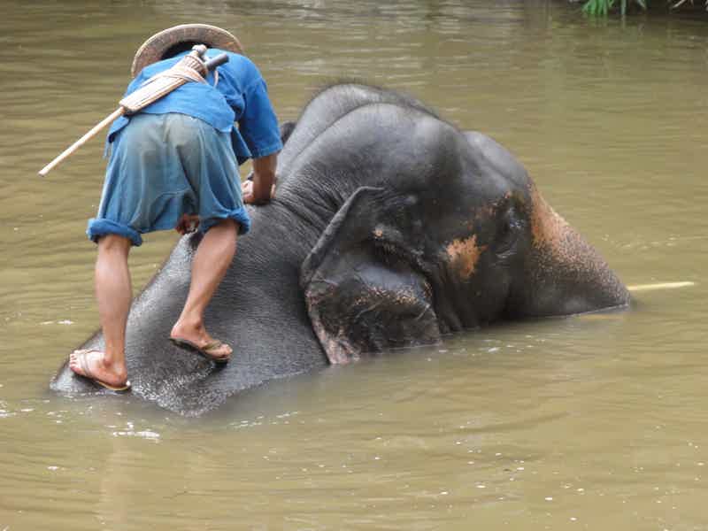 Пхукет/Кхаулак: эко-тур на полдня по заповеднику слонов (англ. гид) - фото 2