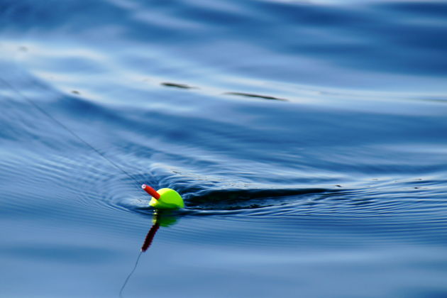 Виды Утренняя морская рыбалка