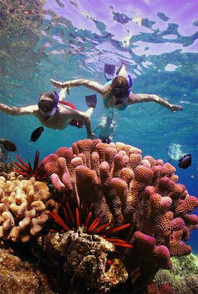 Подводный мир Маврикия: кораллы, рыбы и дельфины - фото 6