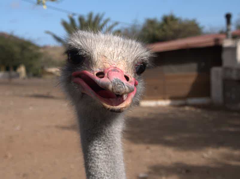 В гости к тюменским страусам - фото 3