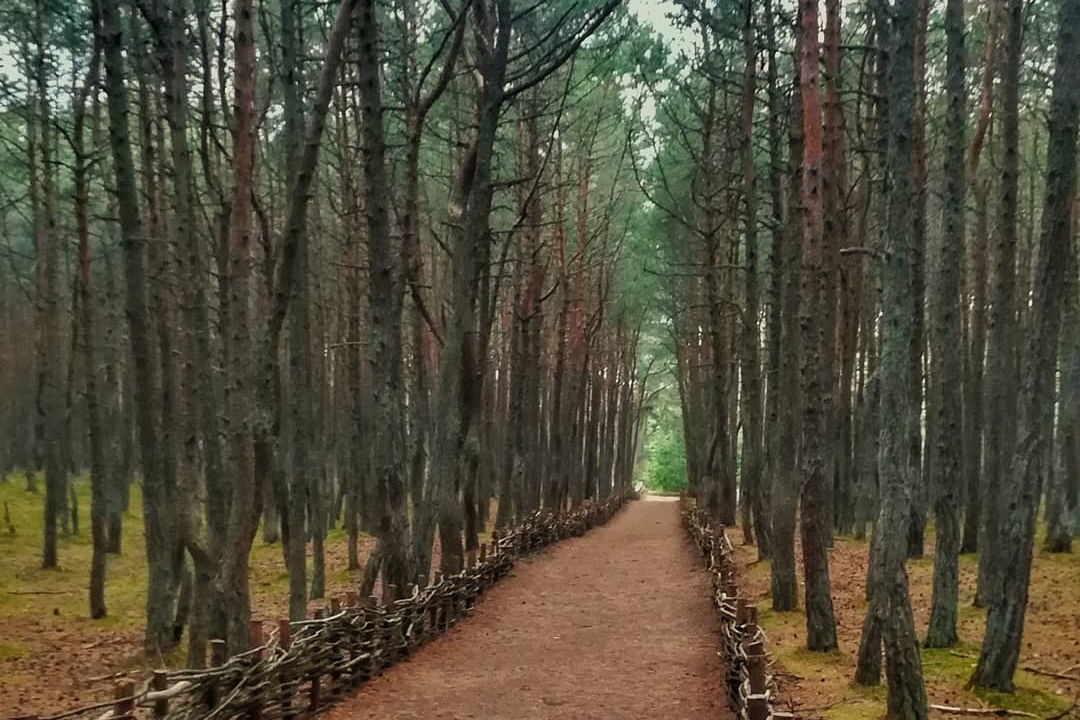Увлекательная экскурсия по Зеленоградску и Куршской косе — фото 7