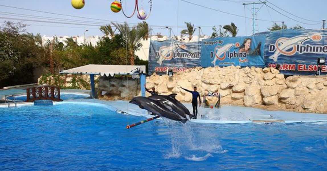 Дельфинарий и плавание с дельфинами в Шарм-эль-Шейхе  - фото 4