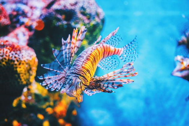 Океанариум Sea Life в Бангкоке