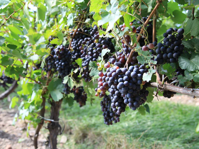 Кахетия — вкус Грузии и сокровищница грузинских вин — фото 5, Тбилиси | Покатаем