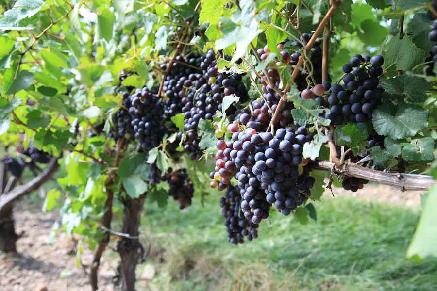 Кахетия — вкус Грузии и сокровищница грузинских вин  - фото 4