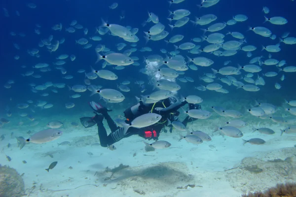 Diving in Phu Quoc: Two Dives, Lunch, and Transfer — photo 3, Phu Cuoc | Pokataem
