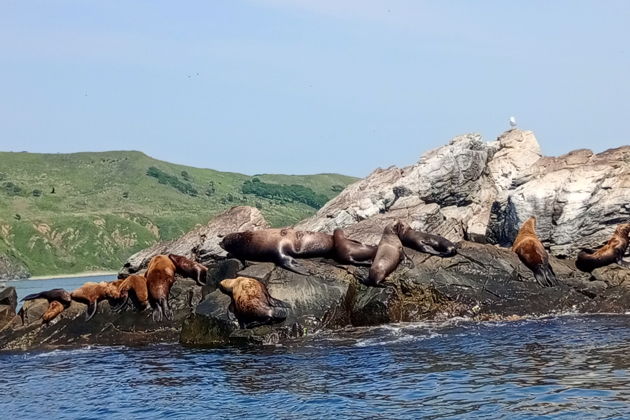 Фото к экскурсии Острова Аскольд и Путятина: в поисках морских легенд