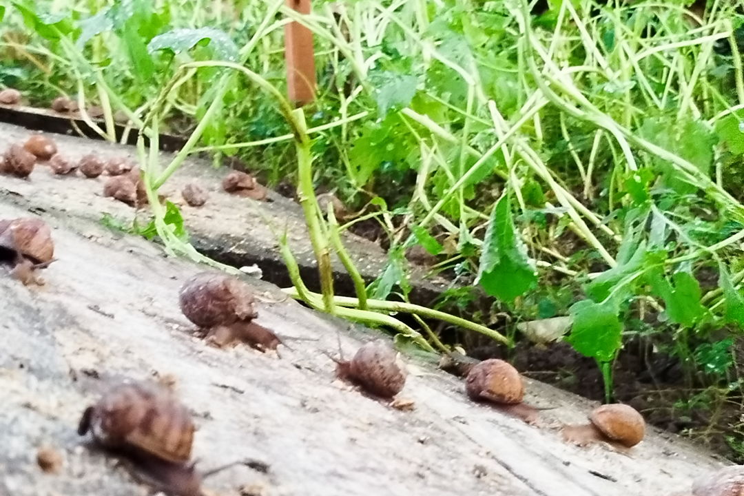 Эко-ферма «Большая улитка» — первая уличтоная ферма в АдлереВсе включено. — фото 3