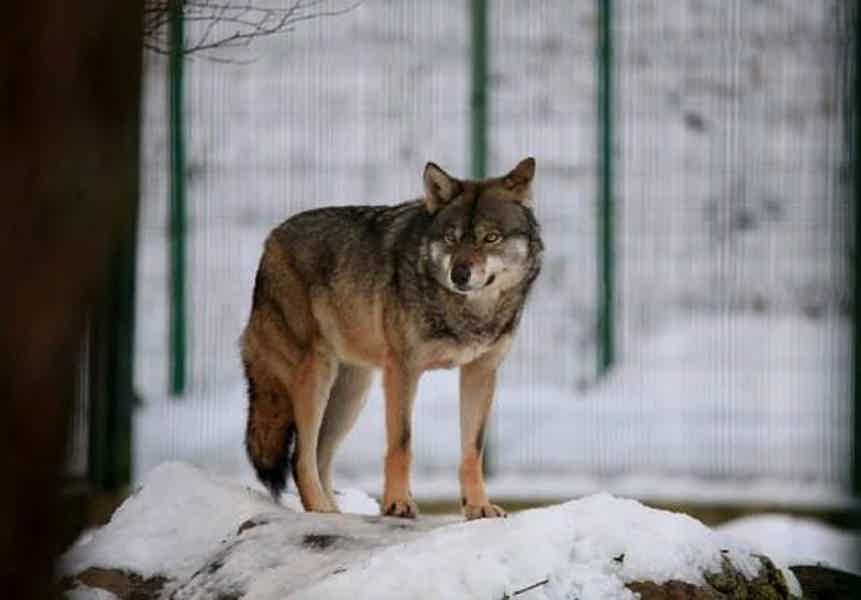 В мире животных или знакомство с фауной Кавказа - фото 3