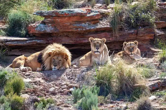 Сафари в Кейптауне
