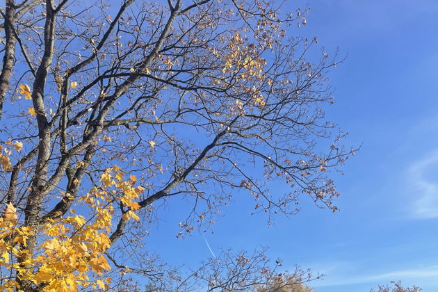 Виды Царское Село: Вдохновение и История