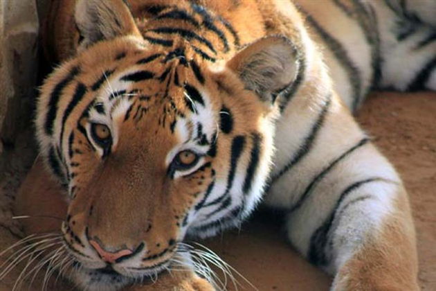 Виды Зоопарк в Абу-Даби — Emirates Zoo