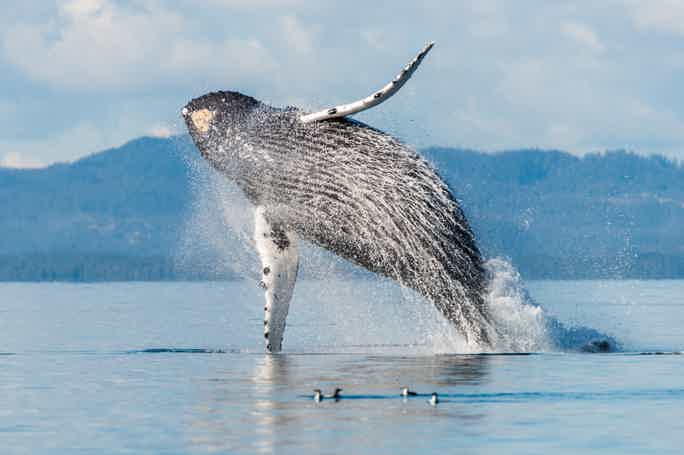 Фотоохота на китов в Териберке