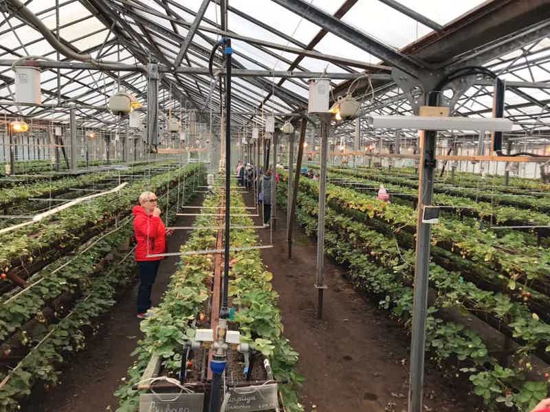 Из Костромы в Плёс: а по пути - клубничка!
Увидим то, чего не может быть! - фото 2