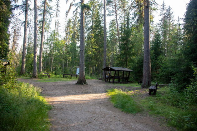 Виды Линдуловская роща: аудиоэкскурсия по несерьезному экомаршруту