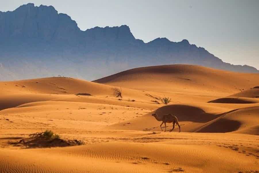 Сафари ранним утром  — как просыпается пустыня  - фото 4