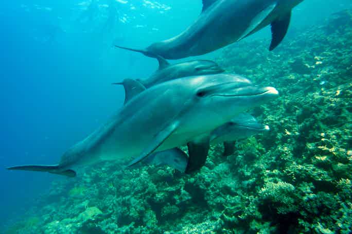 Саттаях риф — бухта дельфинов