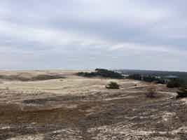 Экскурсия "Куршская коса: золотые дюны, танцующий лес и магия Балтики" - фото отзыва 5