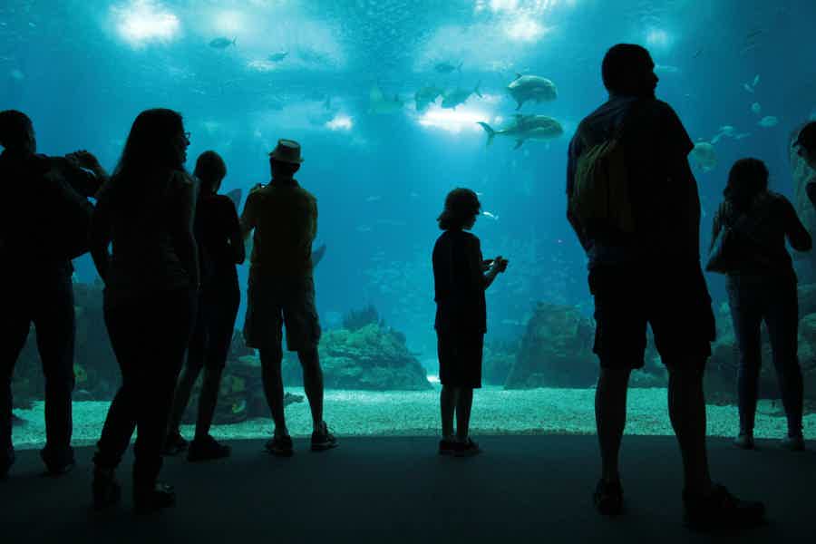 Входной билет в Underwater World — океанариум Паттайи  - фото 3