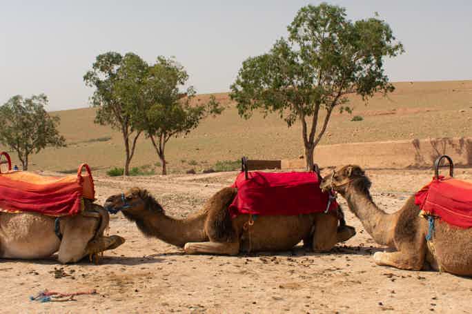  Agafay Desert Sunset Camel Ride w/ Hotel Pickup & Drop-off