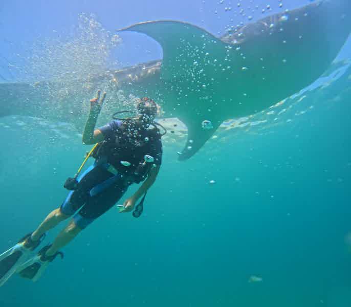 Незабываемый день на Себу - снорклинг с акулами, сардинами и черепахами  - фото 4